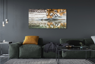 Quadro su tela Bere tigre