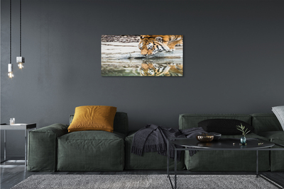 Quadro su tela Bere tigre