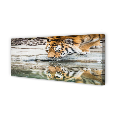 Quadro su tela Bere tigre