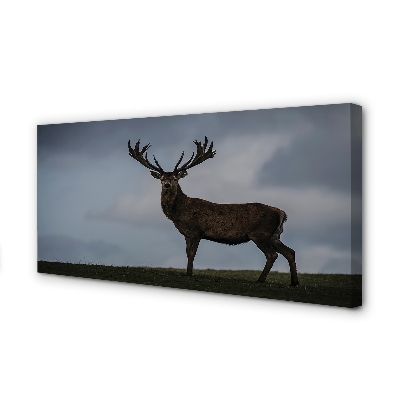 Quadro su tela Night Jeleń