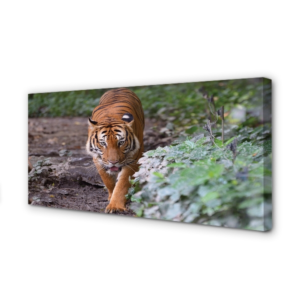 Quadro stampa su tela Foresta di tigre