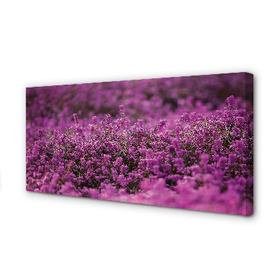 Quadro su tela Campo heather