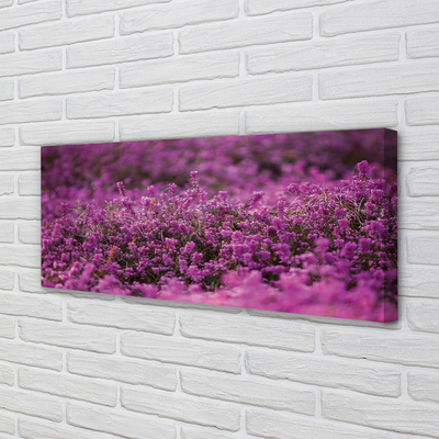 Quadro su tela Campo heather