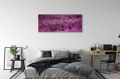 Quadro su tela Campo heather