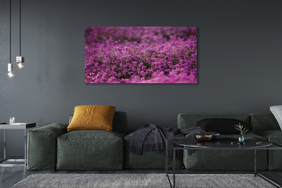 Quadro su tela Campo heather