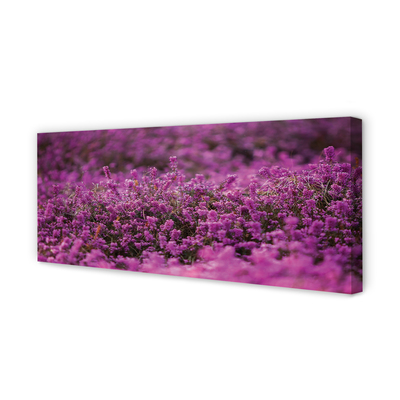 Quadro su tela Campo heather