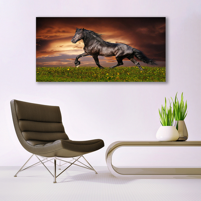 Quadro su tela Animali del prato del cavallo nero