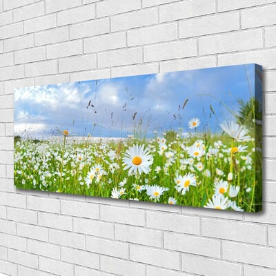 Quadro su tela Prato Daisy Natura