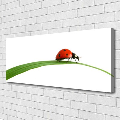 Quadro su tela Natura Coccinella