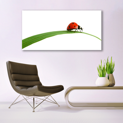 Quadro su tela Natura Coccinella