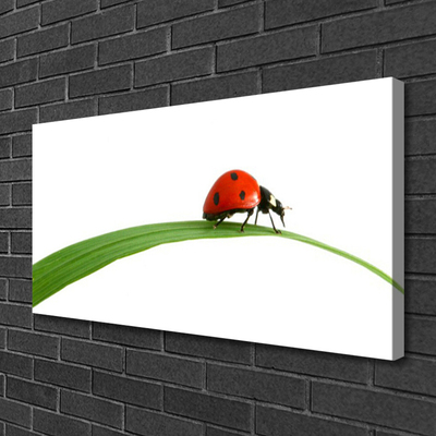 Quadro su tela Natura Coccinella