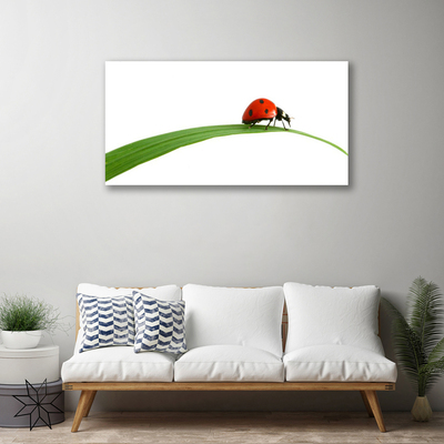 Quadro su tela Natura Coccinella