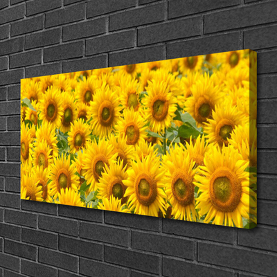 Quadro su tela Natura della pianta del girasole