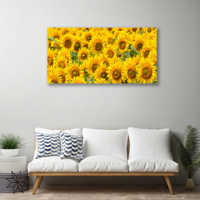 Quadro su tela Natura della pianta del girasole