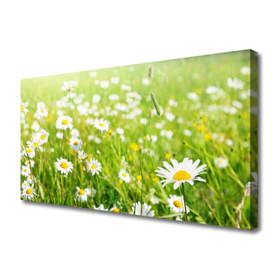 Quadro su tela Prato Daisy Natura