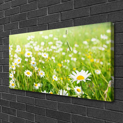 Quadro su tela Prato Daisy Natura