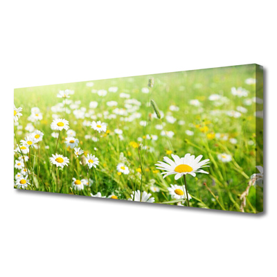 Quadro su tela Prato Daisy Natura