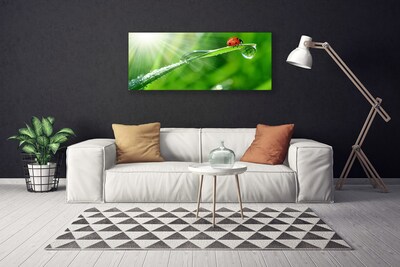 Foto quadro su tela Erba della natura della coccinella