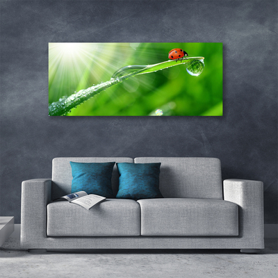 Foto quadro su tela Erba della natura della coccinella