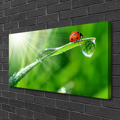 Foto quadro su tela Erba della natura della coccinella