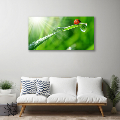 Foto quadro su tela Erba della natura della coccinella