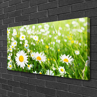 Quadro stampa su tela Pianta di fiori di margherita