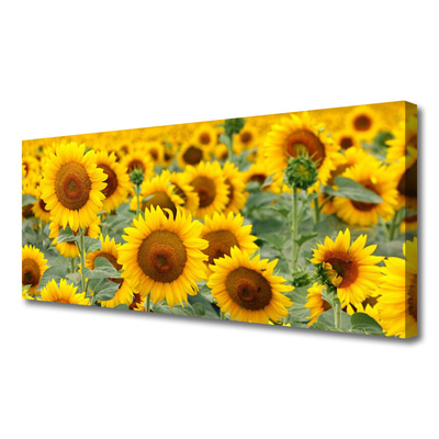 Quadro su tela Girasoli, piante, natura