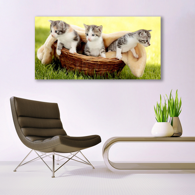 Quadro stampa su tela Gatti Animali domestici