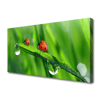 Foto quadro su tela Coccinella Erba Gocce