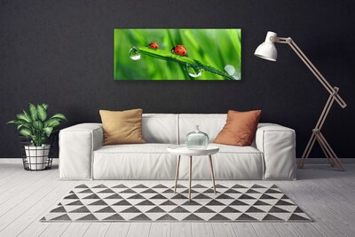 Foto quadro su tela Coccinella Erba Gocce