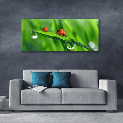 Foto quadro su tela Coccinella Erba Gocce