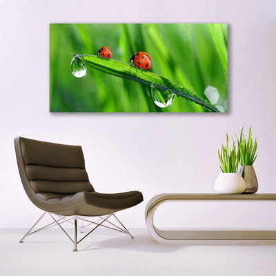 Foto quadro su tela Coccinella Erba Gocce