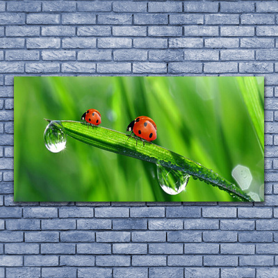 Foto quadro su tela Coccinella Erba Gocce