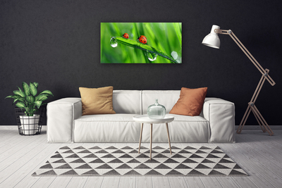 Foto quadro su tela Coccinella Erba Gocce