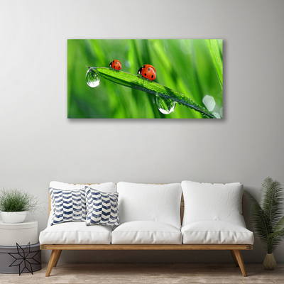 Foto quadro su tela Coccinella Erba Gocce