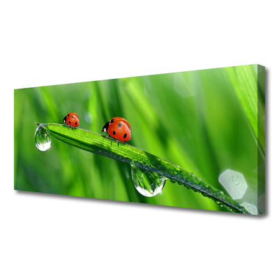 Foto quadro su tela Coccinella Erba Gocce