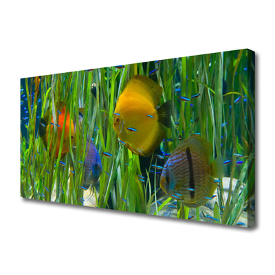 Quadro su tela Pesce, alghe, natura