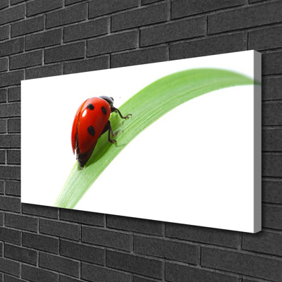 Quadro su tela Foglia di coccinella Natura