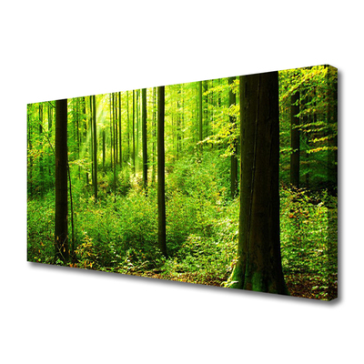 Quadro su tela Foresta Alberi Verdi Natura