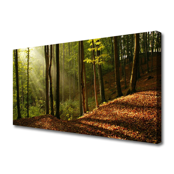 Quadro su tela Foresta, alberi, natura