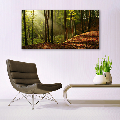 Quadro su tela Foresta, alberi, natura