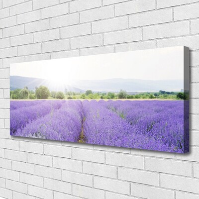 Quadro su tela Campo di lavanda Natura del prato