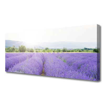 Quadro su tela Campo di lavanda Natura del prato