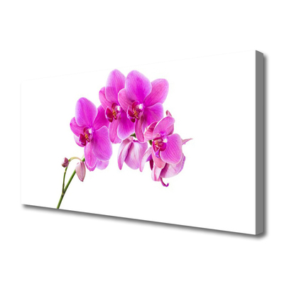 Quadro su tela Orchidea Fiore di orchidea