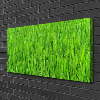 Quadro su tela Tappeto erboso dell'erba verde della natura