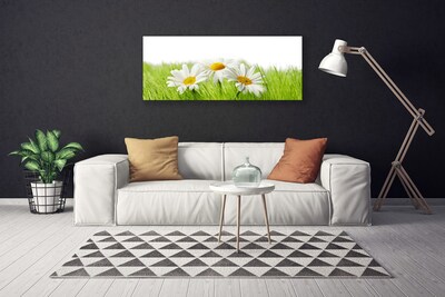 Foto quadro su tela Pianta di fiori di margherita