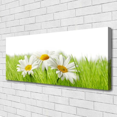 Foto quadro su tela Pianta di fiori di margherita