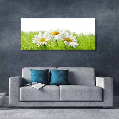 Foto quadro su tela Pianta di fiori di margherita