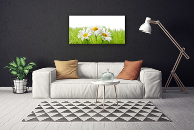 Foto quadro su tela Pianta di fiori di margherita