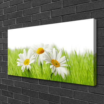 Foto quadro su tela Pianta di fiori di margherita